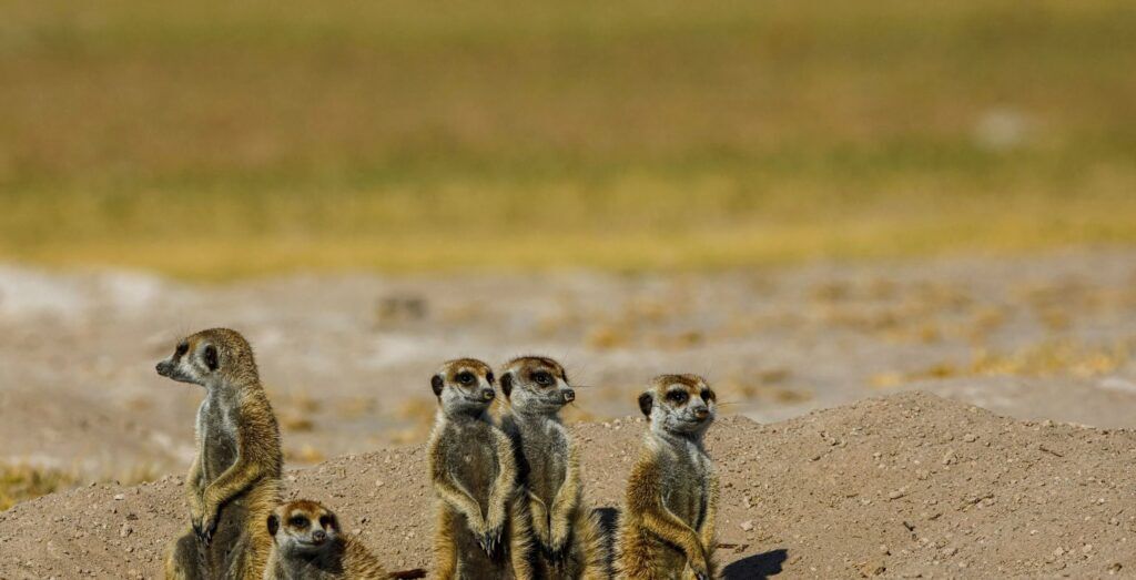 Several standing meerkats in a group in Makgadikgadi pans in Botswana