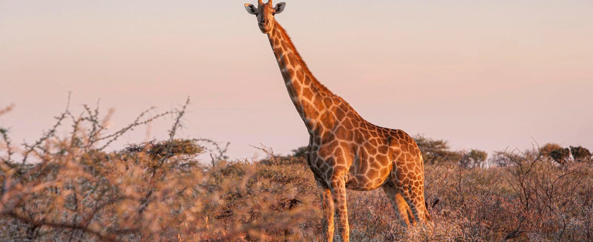 Giraffe tijdens zonsondergang in Etosha National Park in Namibië