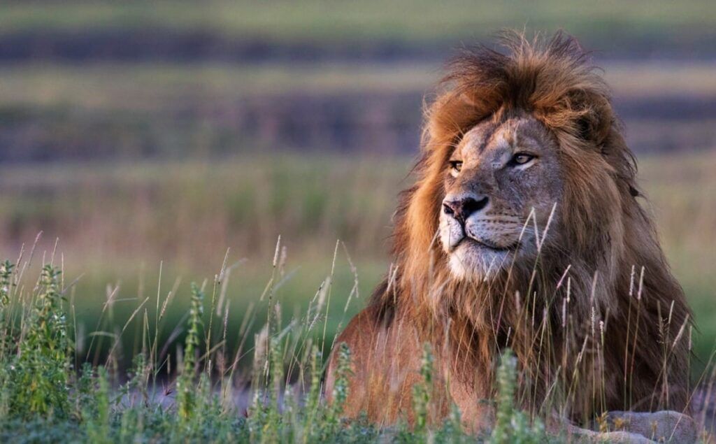 Leeuw, liggend in Afrikaanse natuur