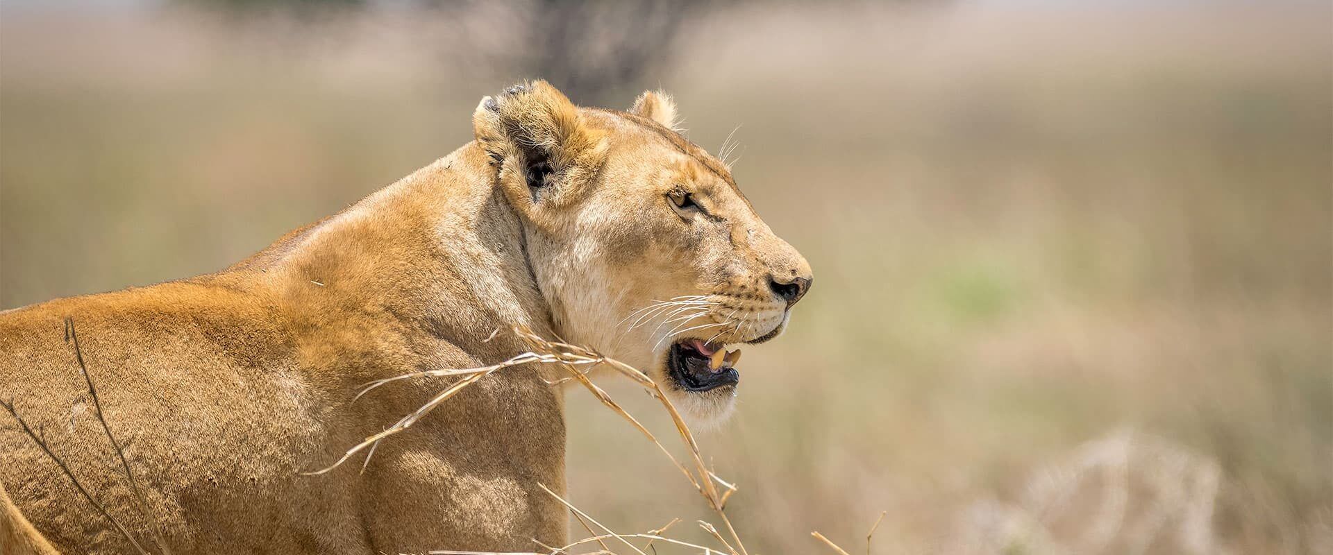 Kenia safari leeuw