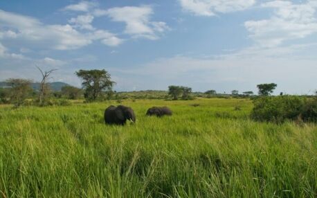 Oeganda Elephants in Queen Elizabeth Uganda NP