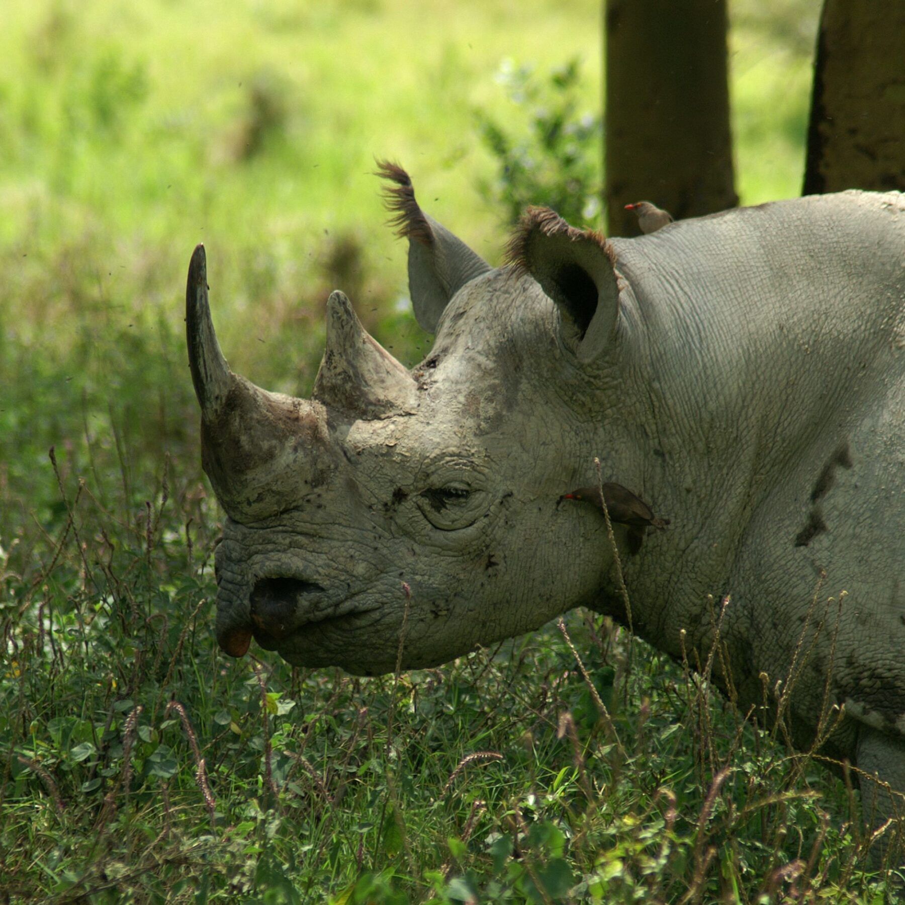 Zwarte neushoorn in Kenia