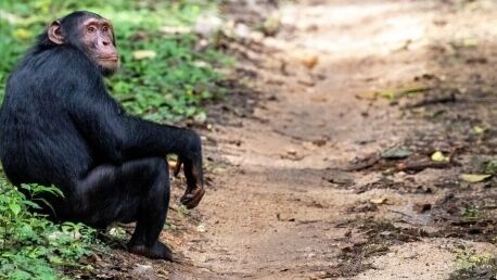 Chimpanzees Kibale Uganda