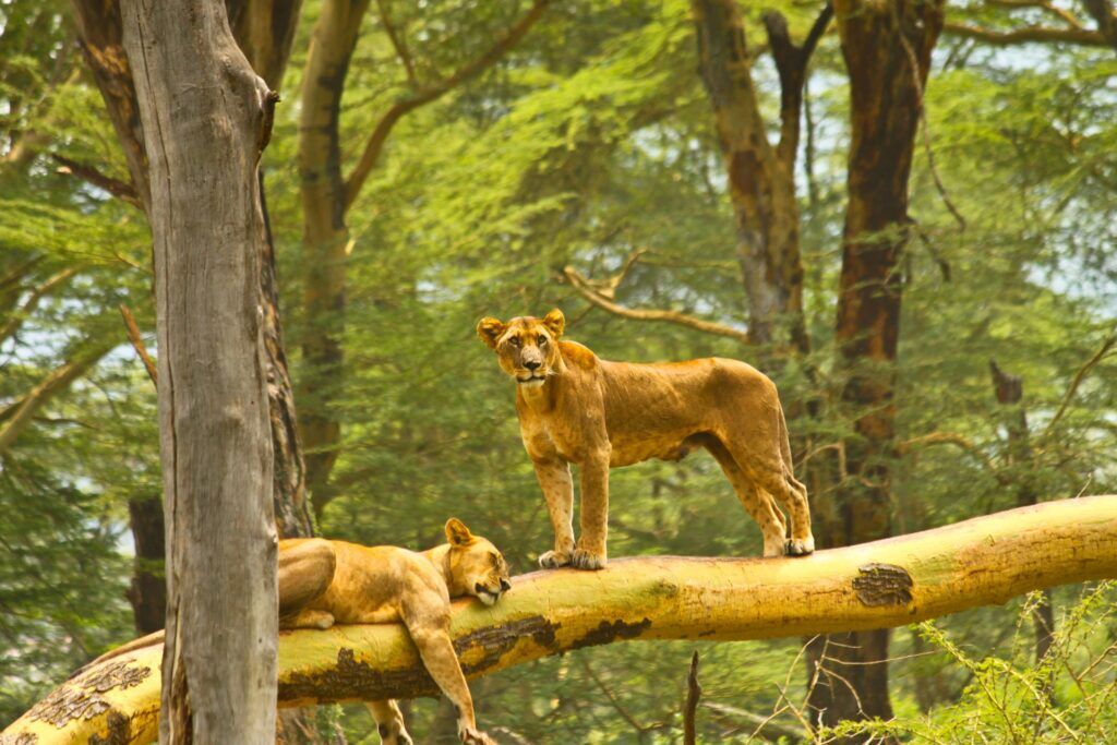 Lake Nakuru klimmende leeuw