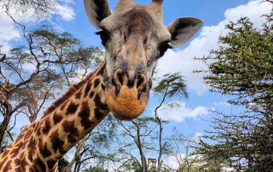 Close-up van een giraf in Kenia