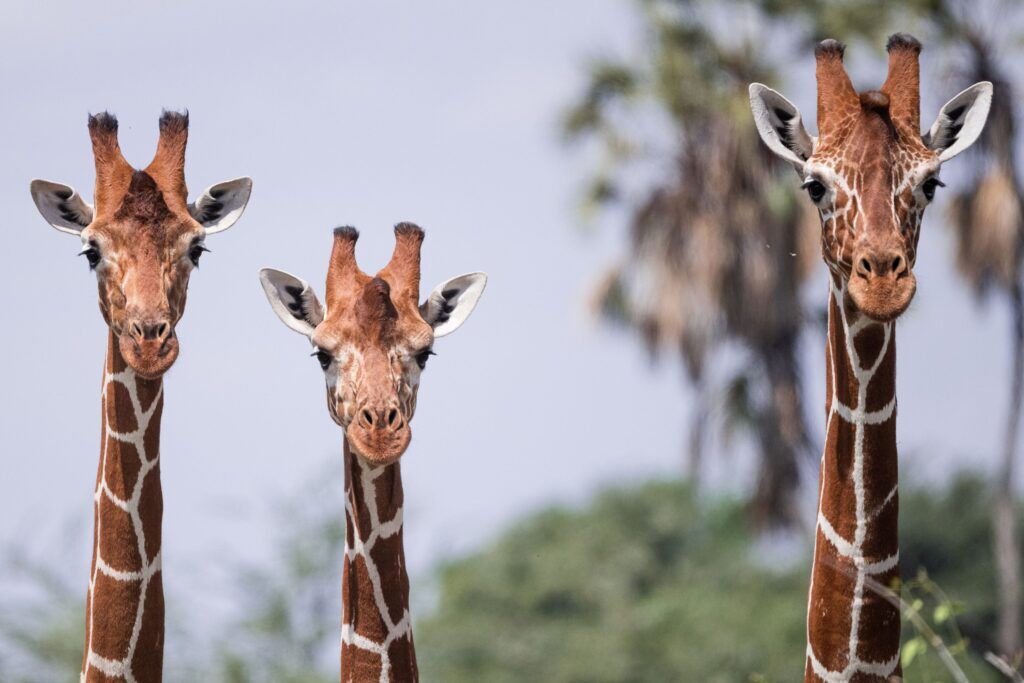 Samburu National Reserve Kenia vakantie