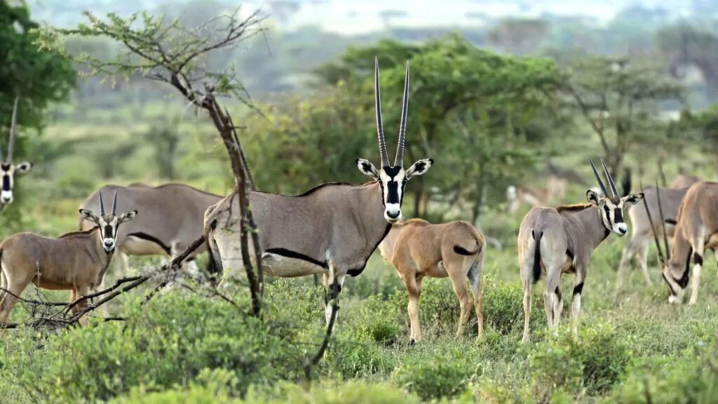 safari Samburu