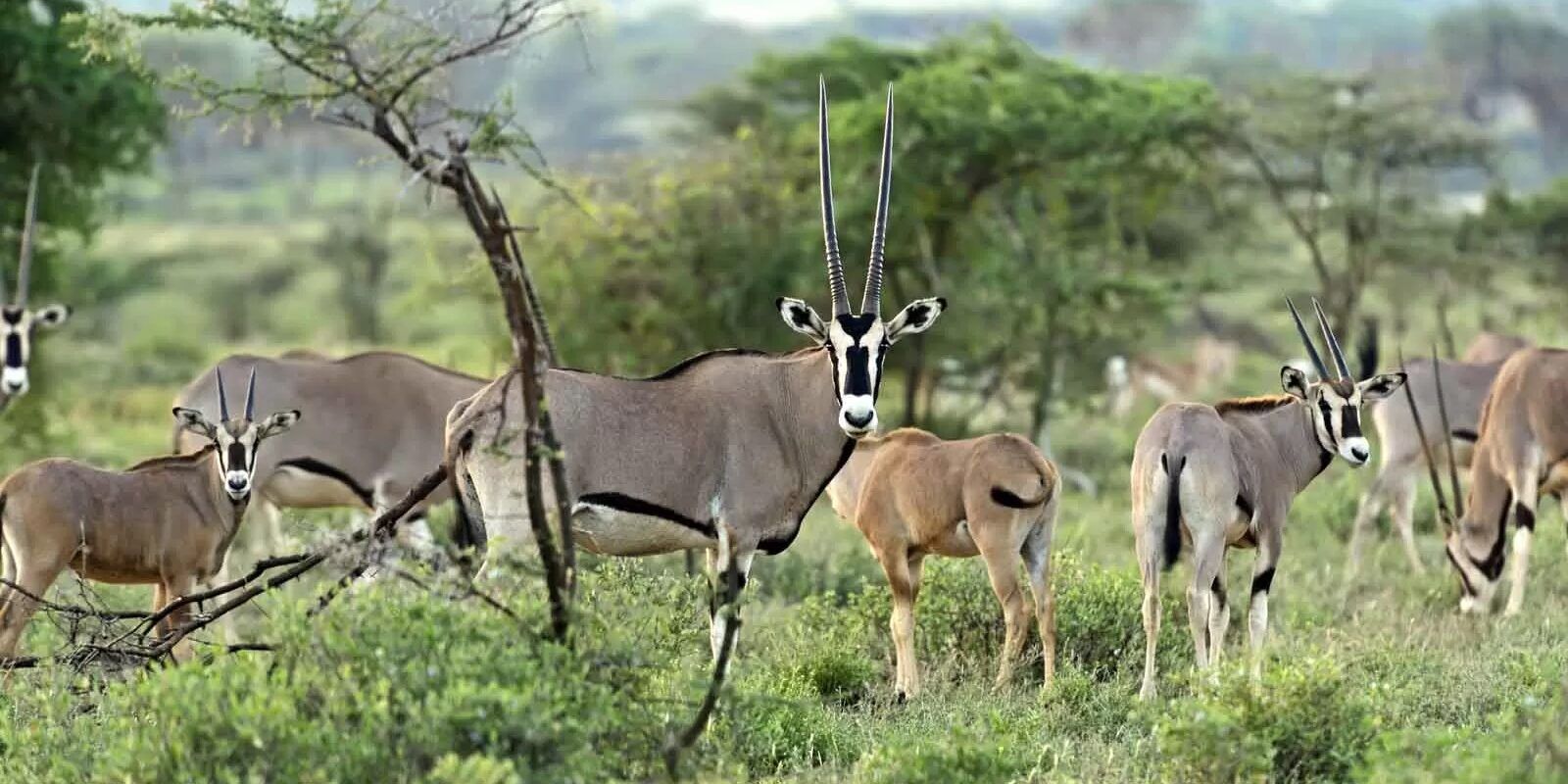 safari Samburu