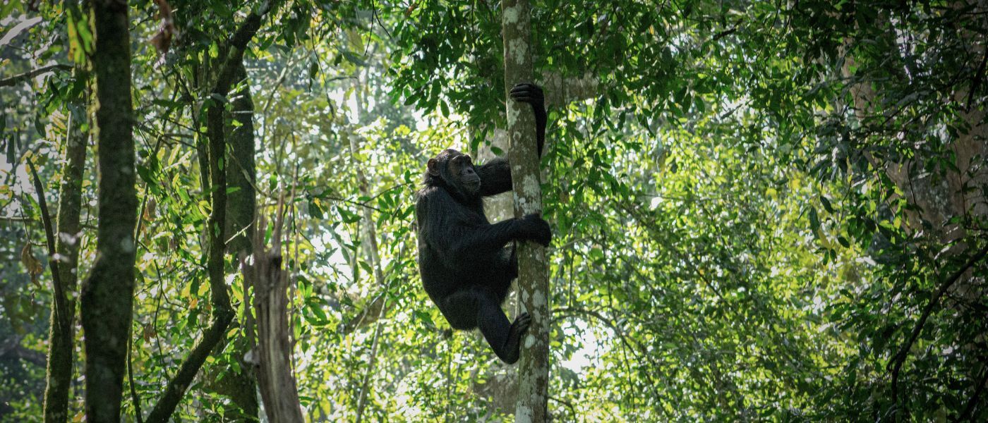 Chimpansee in de bomen tijdens een chimpansee trekking in Oeganda