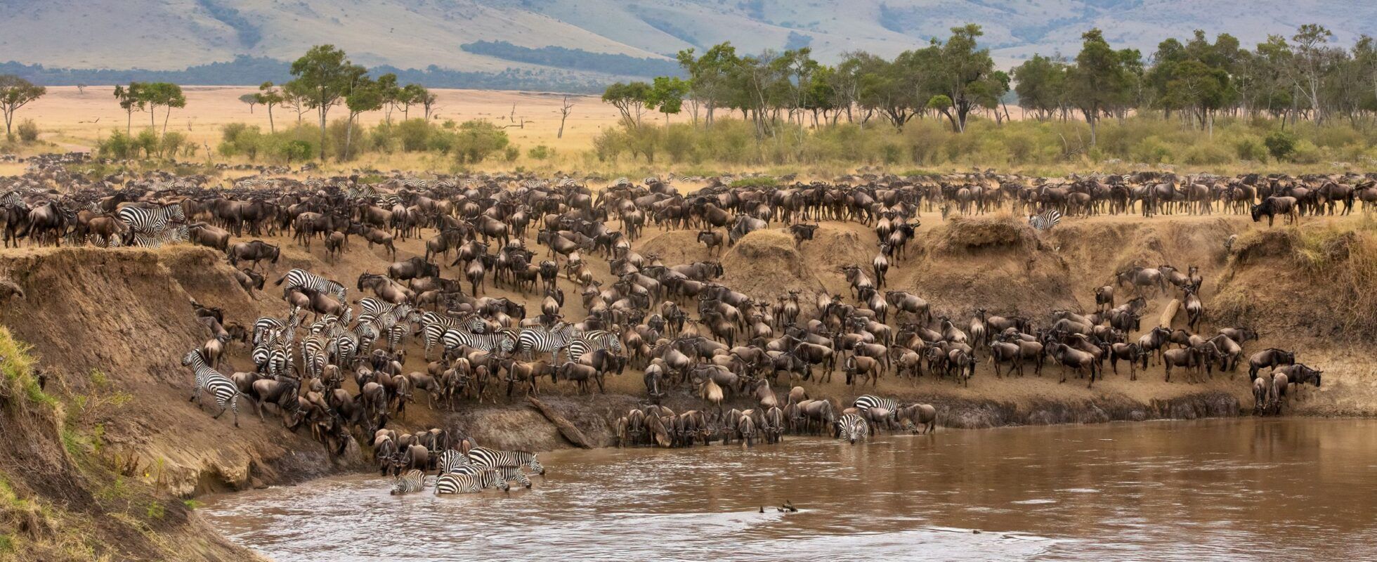 Grote trek in de masai mara