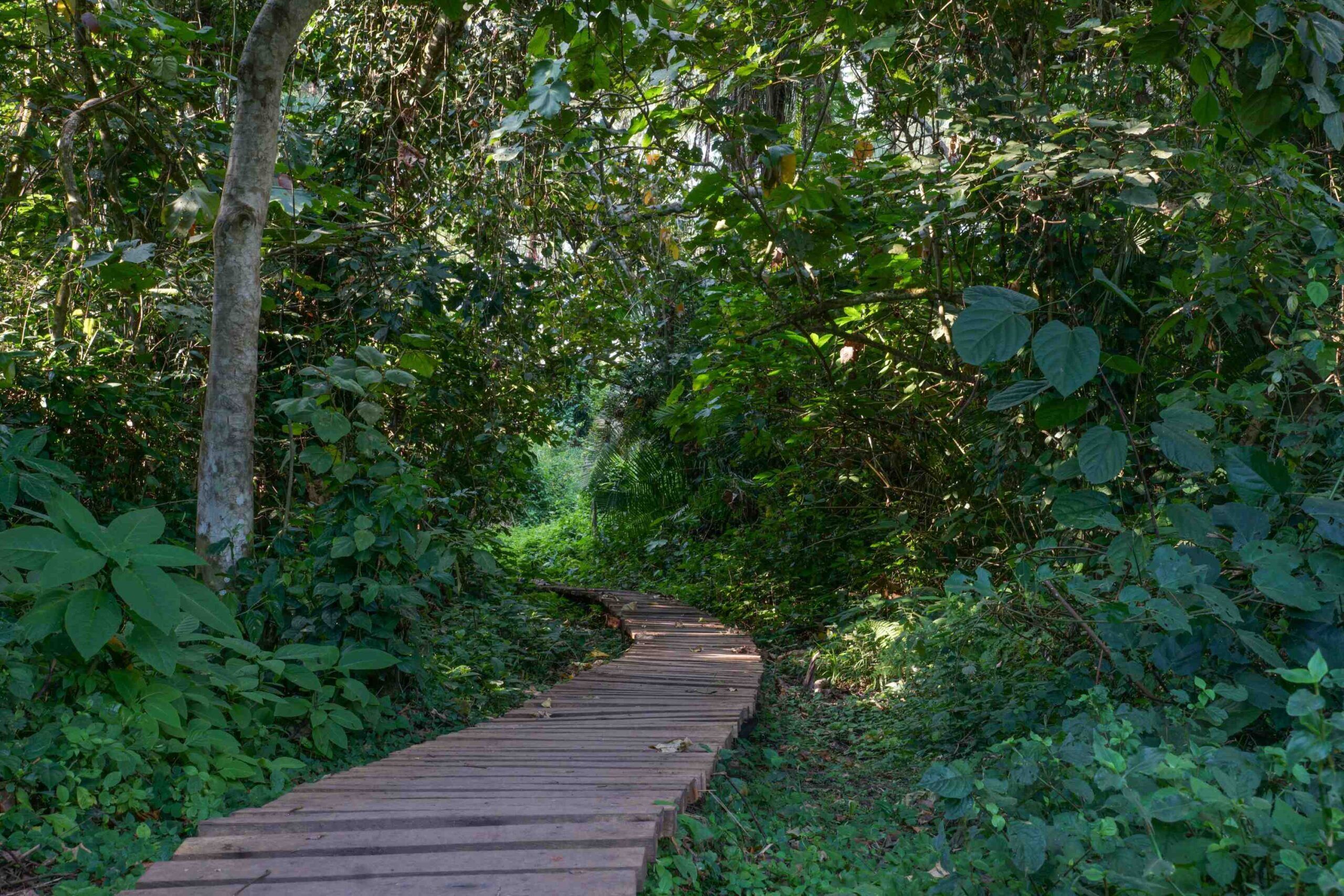 Moeraswandeling in het Bigodi Wetland Sanctuary in Kibale National Park