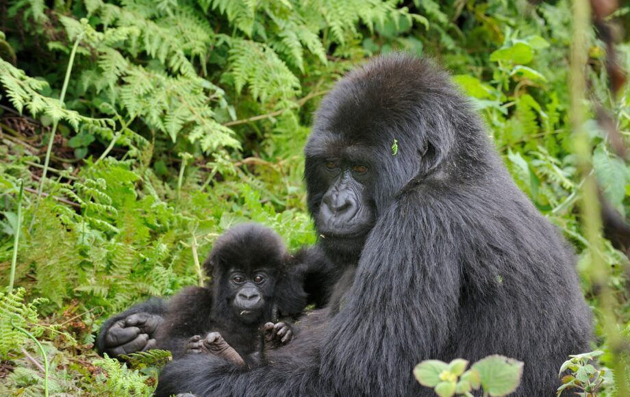 Moedergorilla houdt haar baby vast