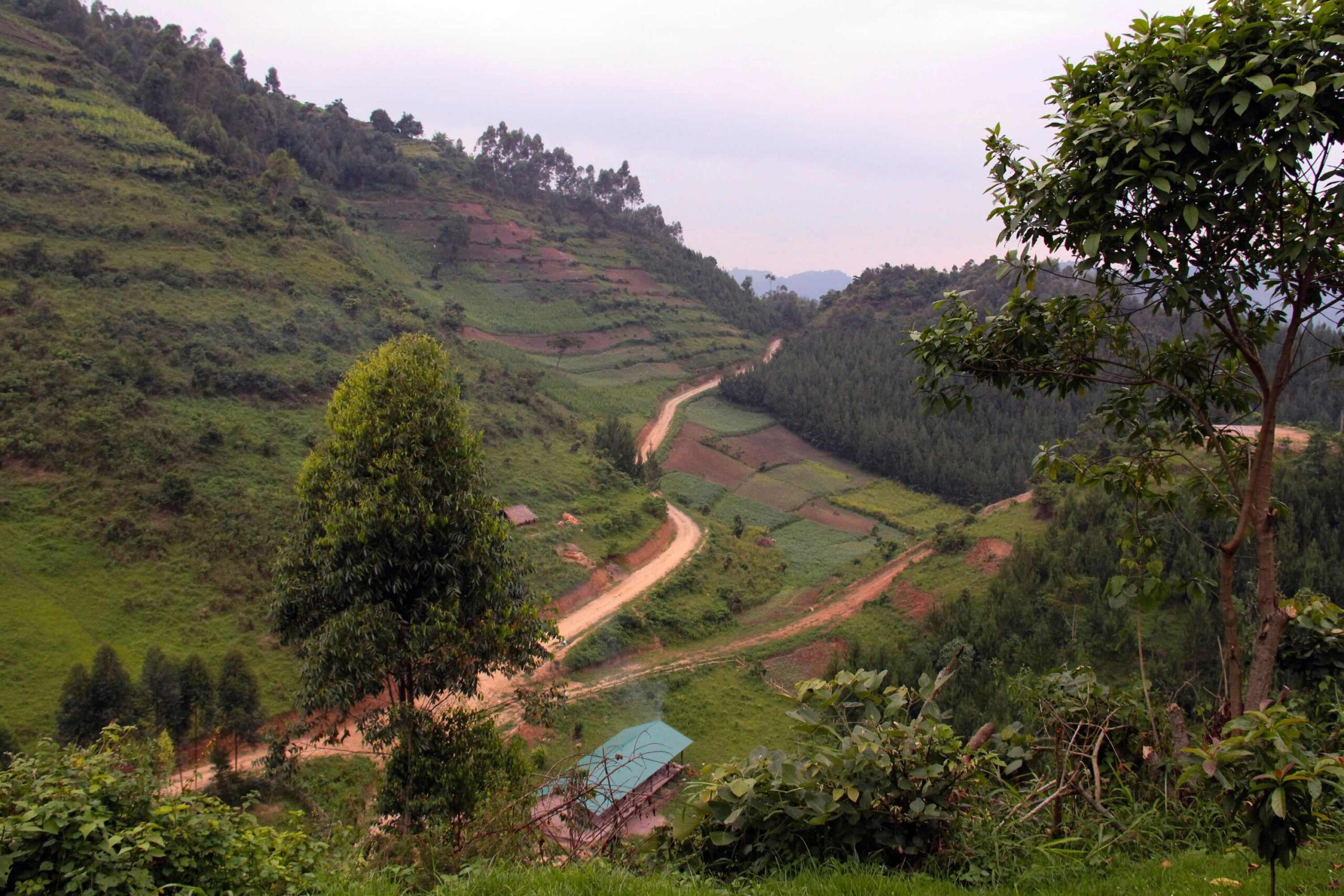 Rit van Entebbe / Kampala naar Bwindi Impenetrable National Park