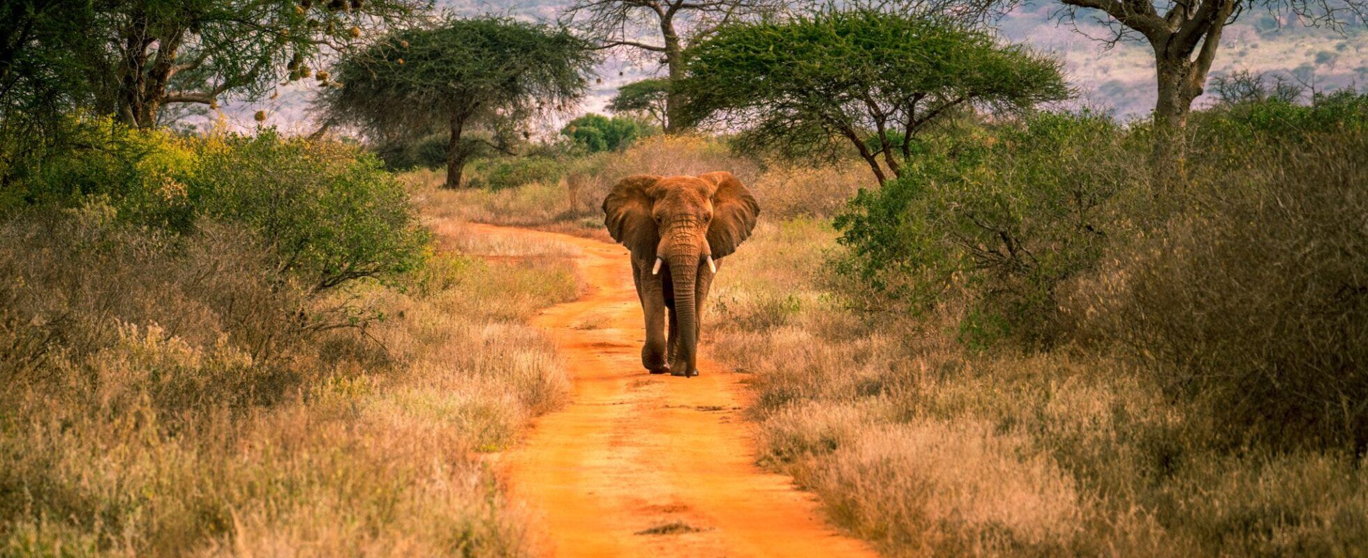 Olifant in Tsavo West National Park, één van Kenia's nationale parken