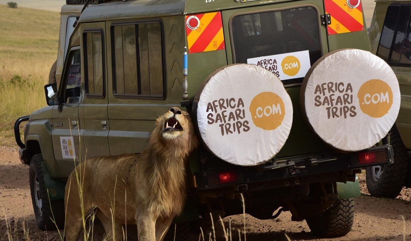 Jeep van Afrika Safari met daarvoor een leeuw