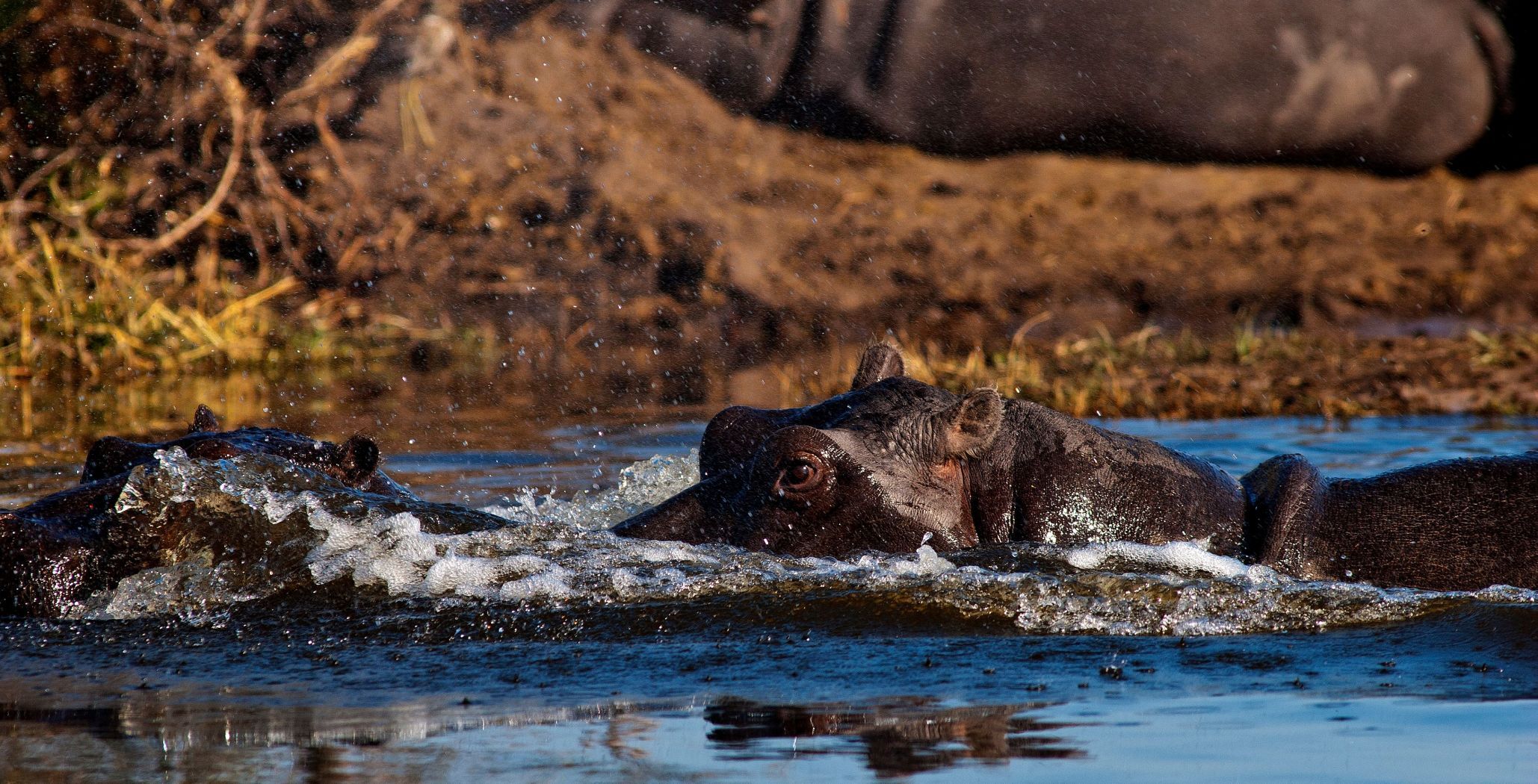 Moremi Game Reserve