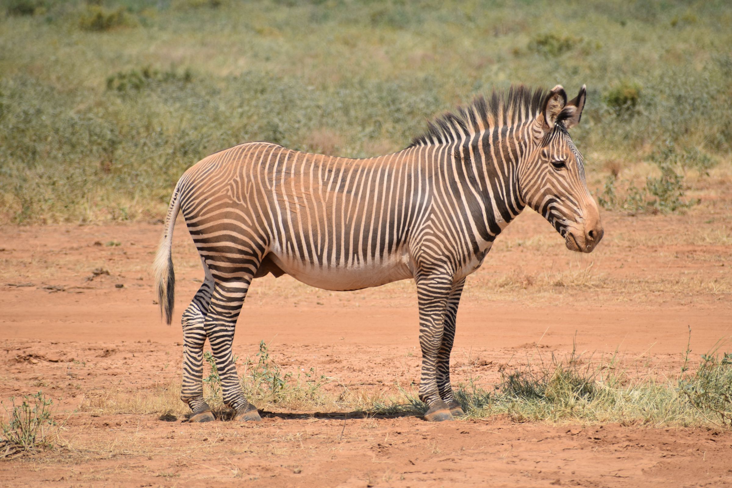 Rit van Ol' Pejeta Conservancy naar Samburu National Reserve