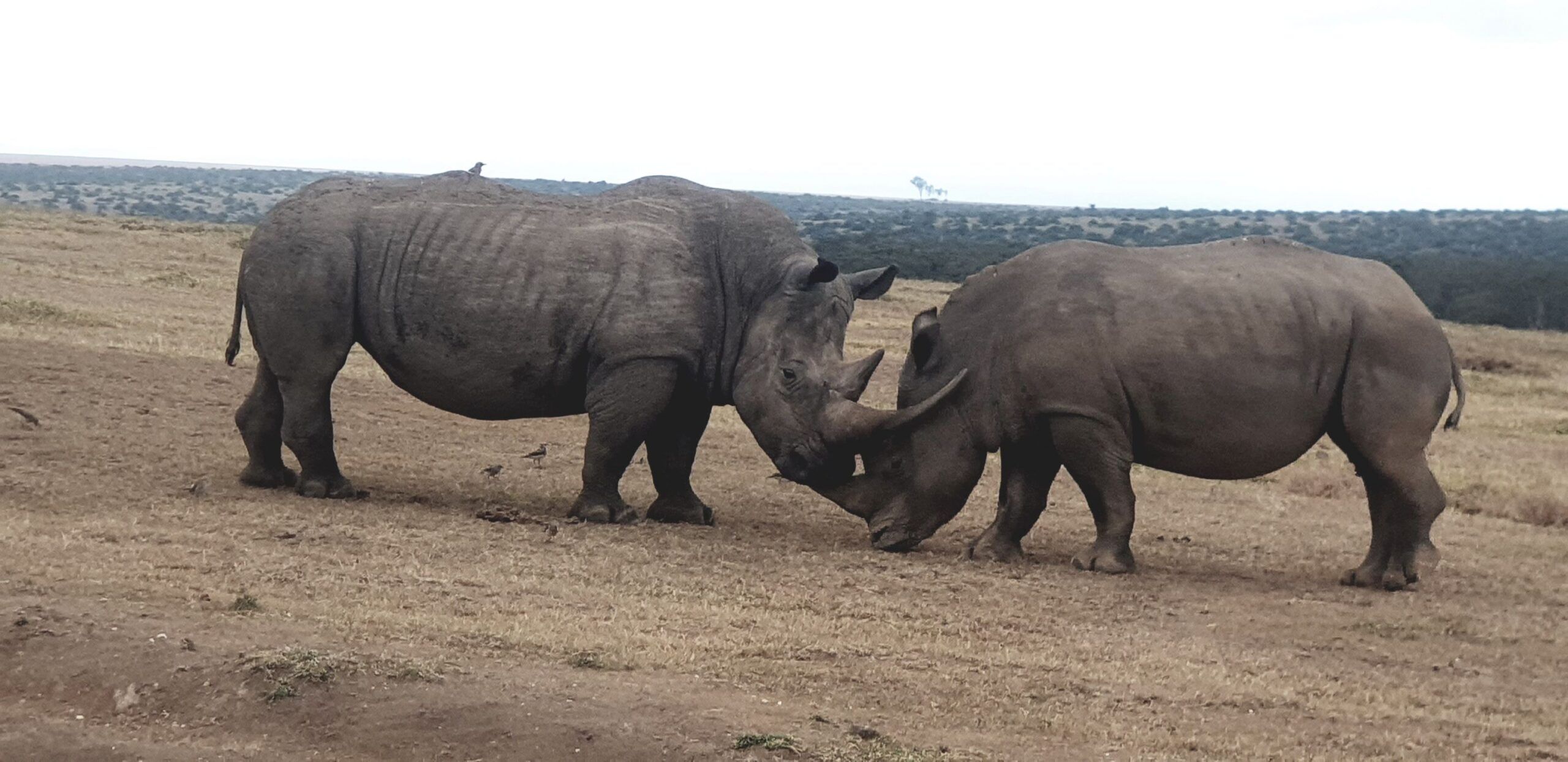 Rit van Samburu National Reserve naar Solio Ranch Conservancy