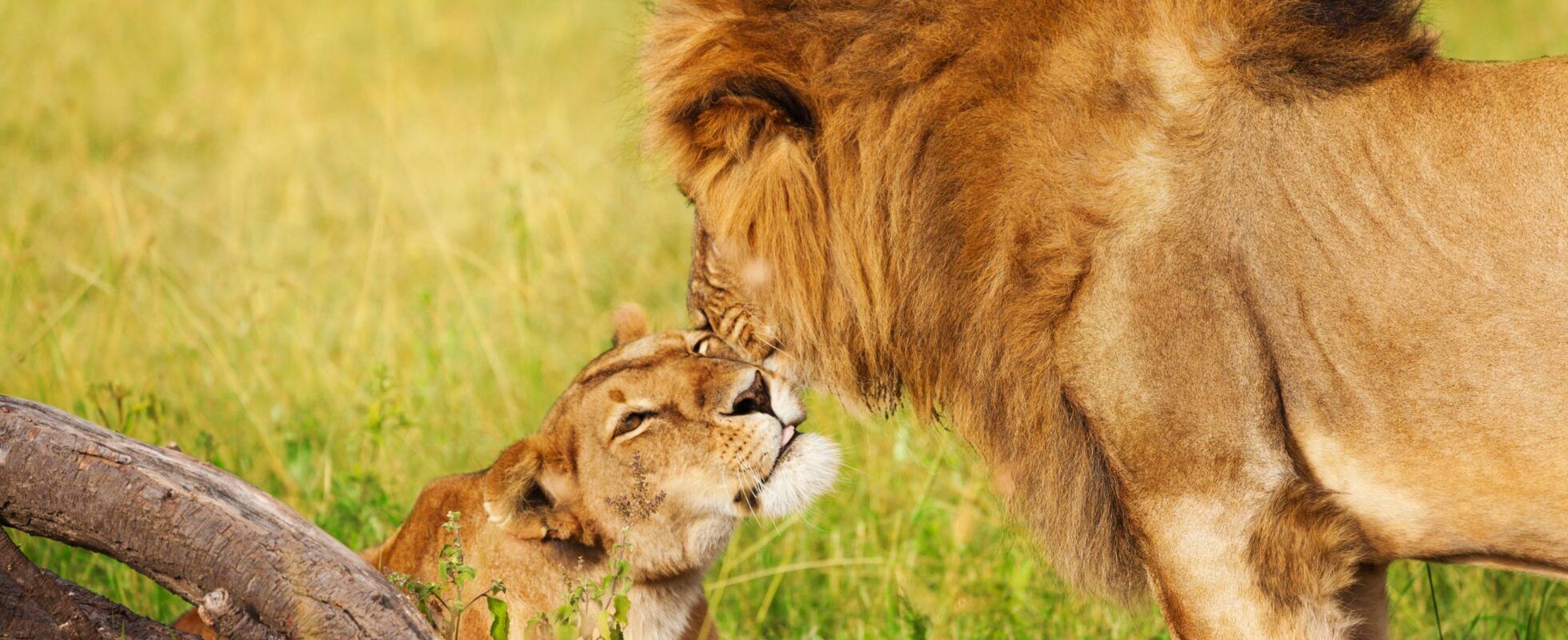 Leeuw en welp in Amboseli