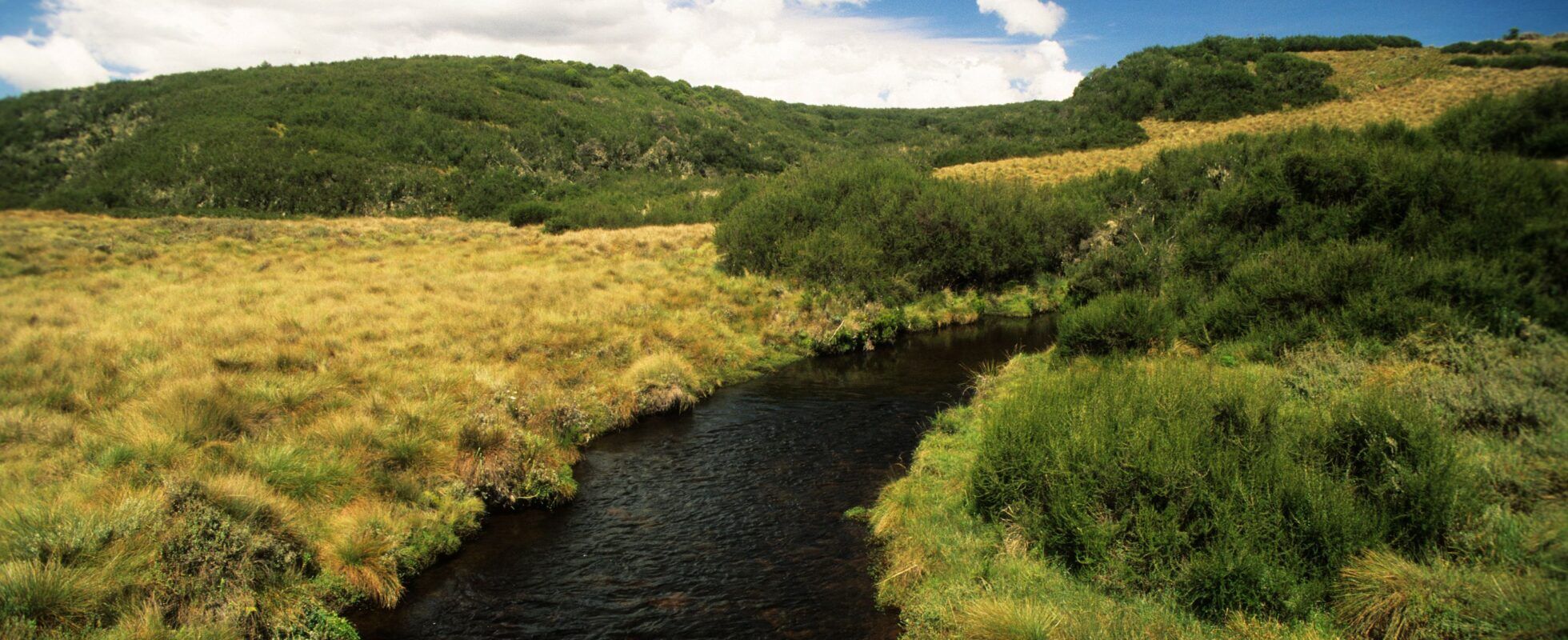 Aberdare National Park