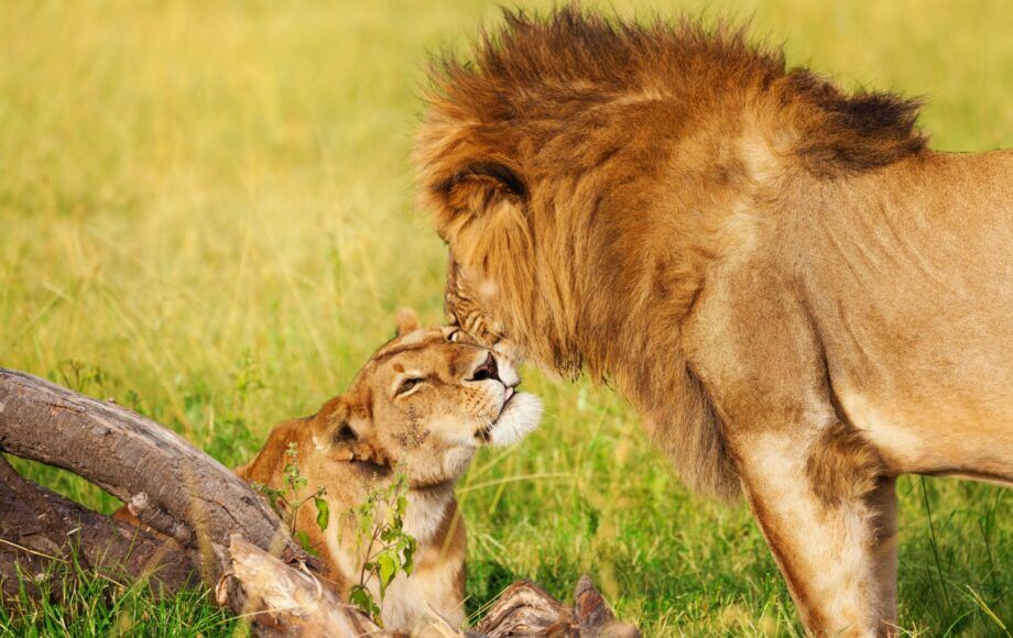 Leeuw en welp in Amboseli