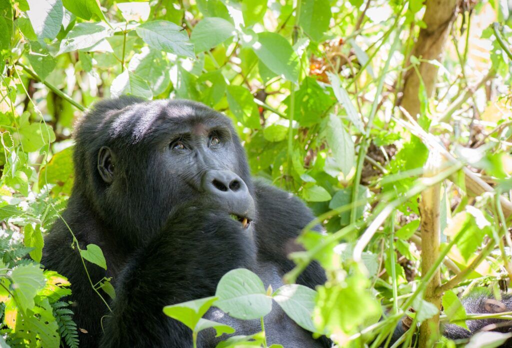 Oeganda gorilla trekking Rushaga