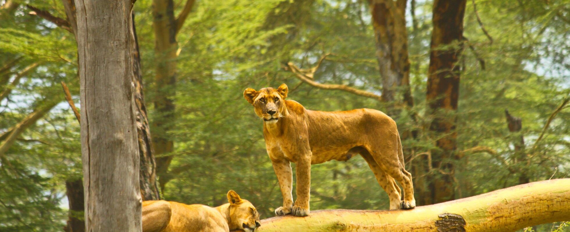 Lake Nakuru klimmende leeuw