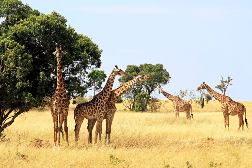 Masai Mara giraffe