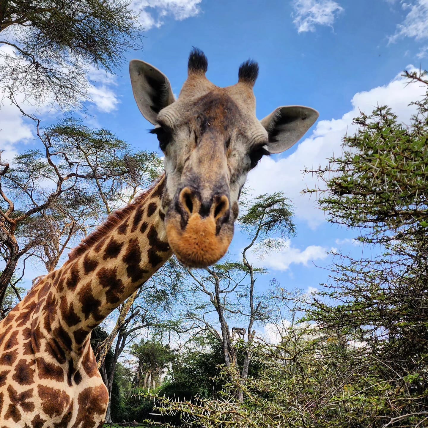 Close-up van een giraf in Kenia