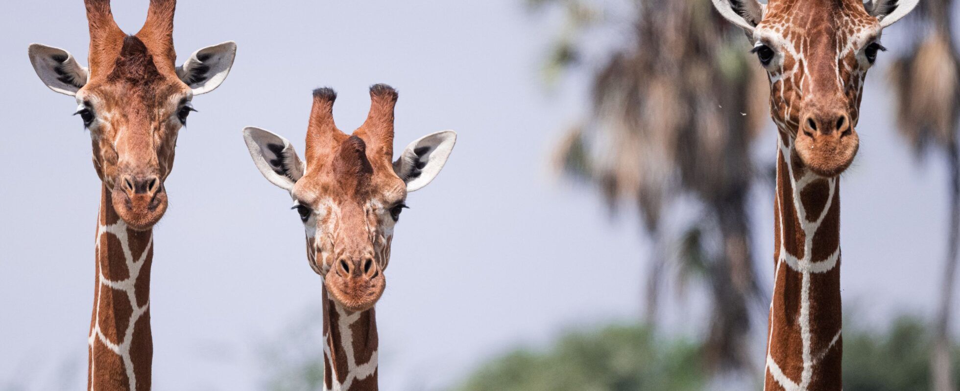 Samburu National Reserve Kenia vakantie