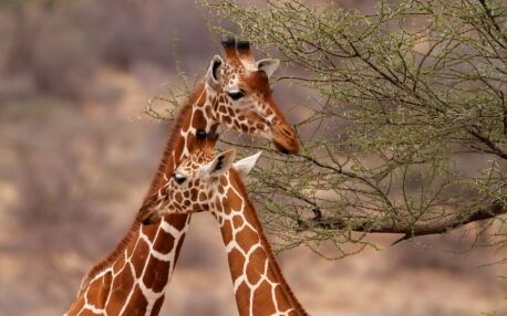 Kenia safari en strand