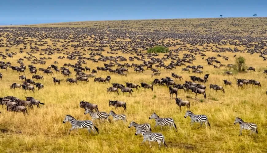 masai-mara-gnoes-en-zebra's