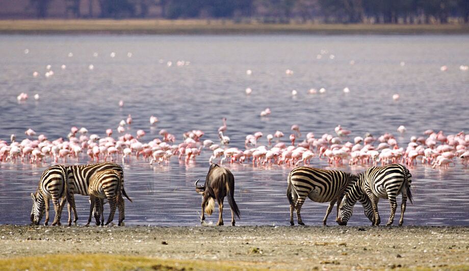 Safari Kenia