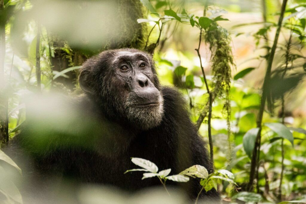 Chimpansee tussen groene bladeren en takken in het bos.