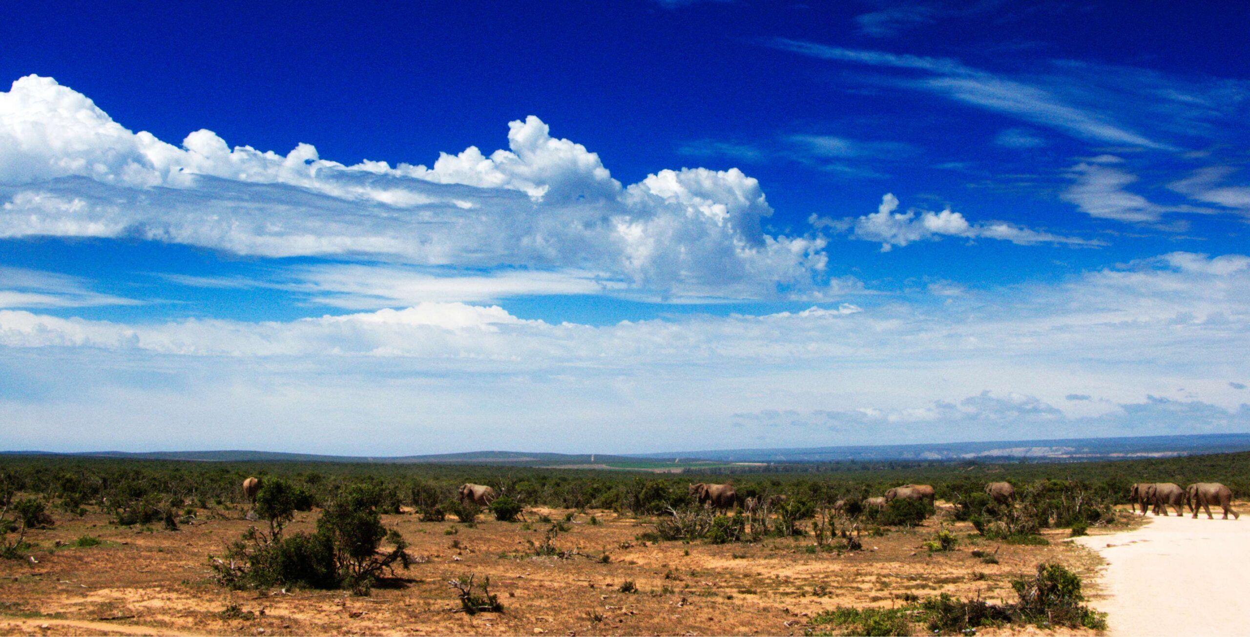 Rit van Jeffreys Bay naar Addo Elephant National Park