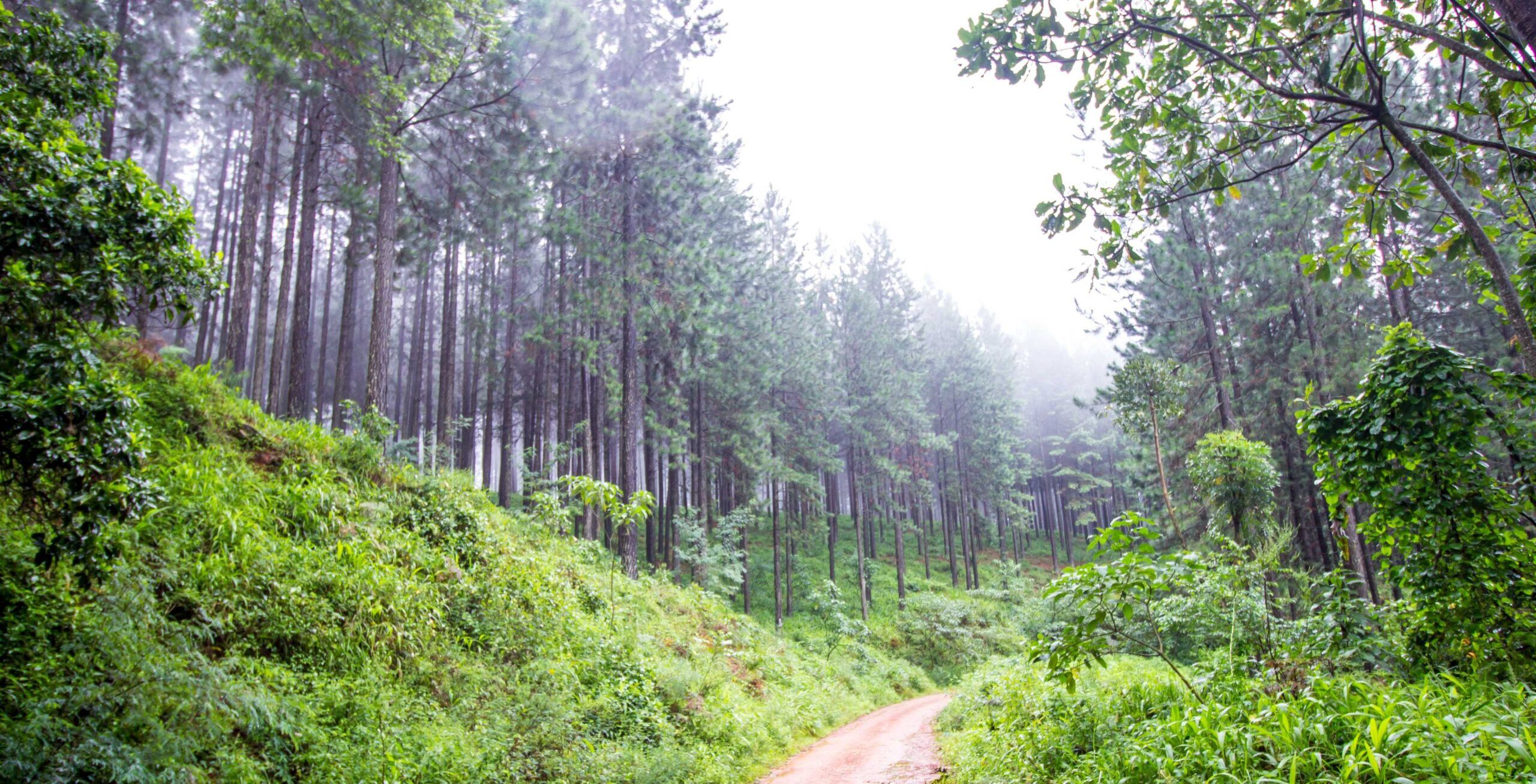 Rit van Pilanesberg naar Magoebaskloof