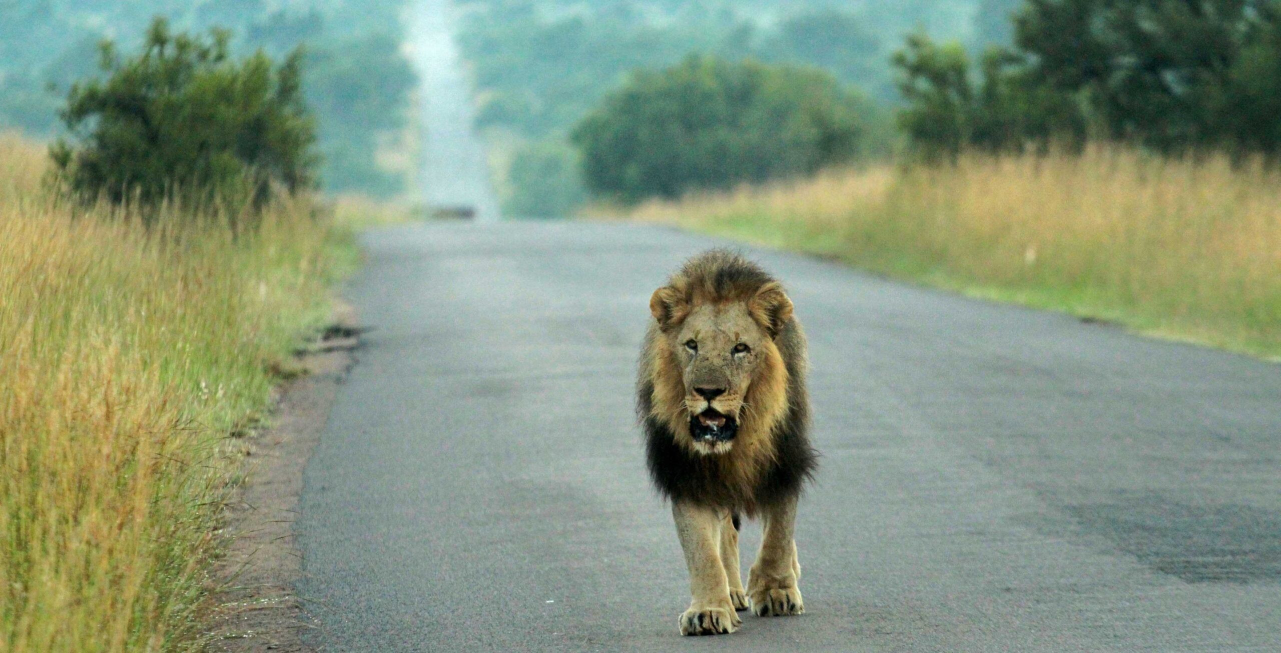 Rit van Tshwane (Pretoria) naar Pilanesberg