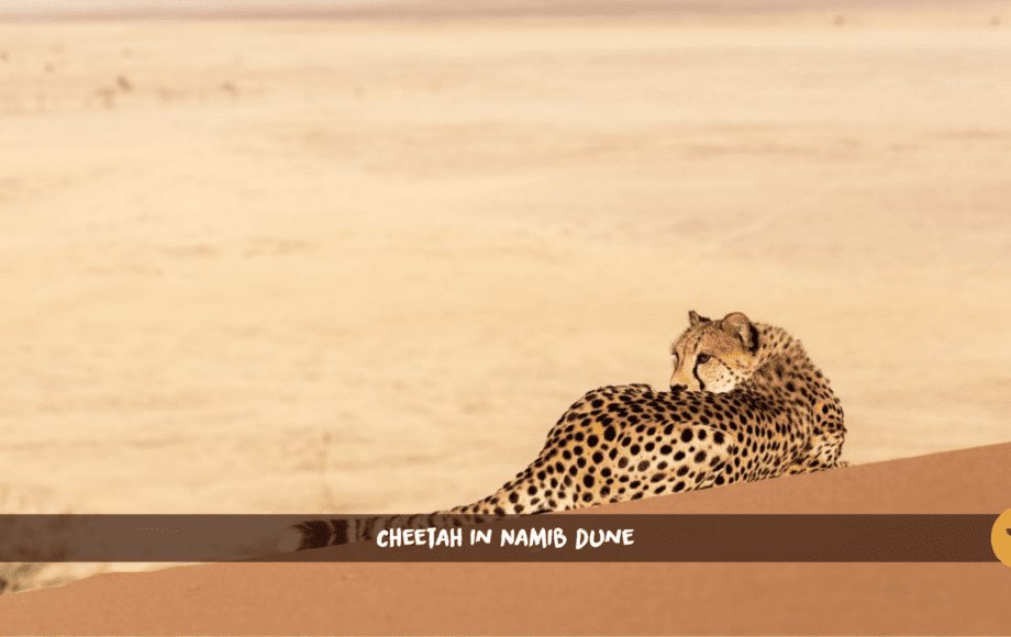 Cheetah lying on the red dune of the Namibian desert with mountains in the background