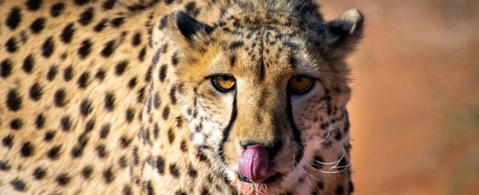 Cheetah in Namibia Kalahari licking its lips
