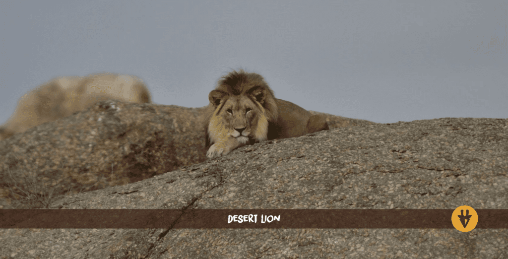 Desert lion lying on a big grey rock in Kunene Damaraland
