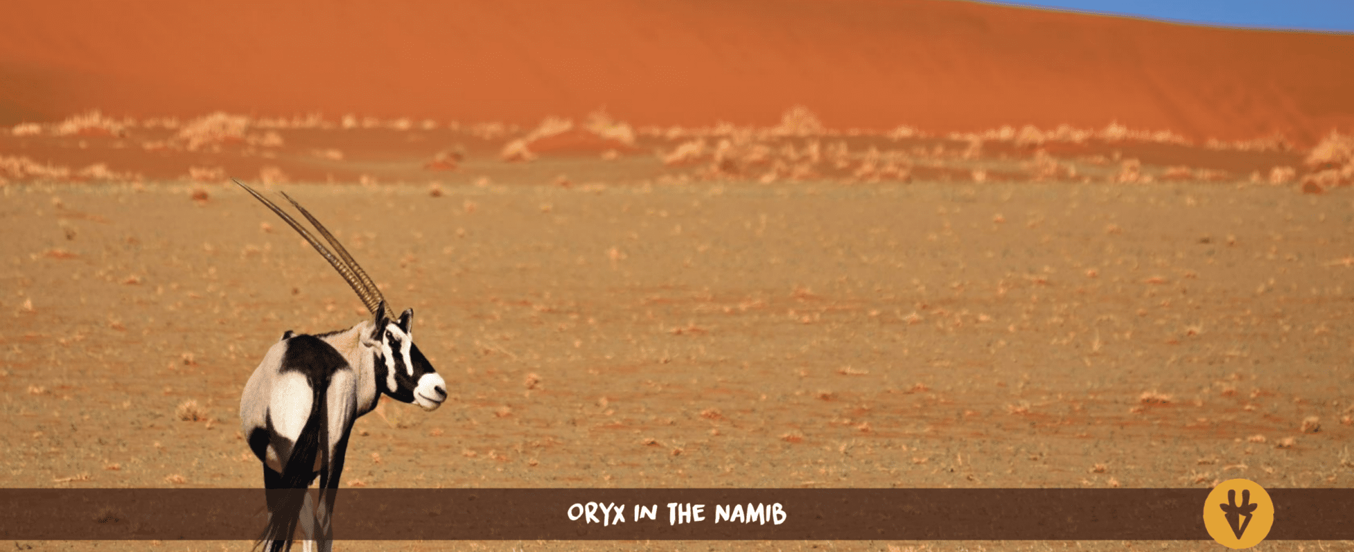 Gemsbock oryx in de Namibwoestijn