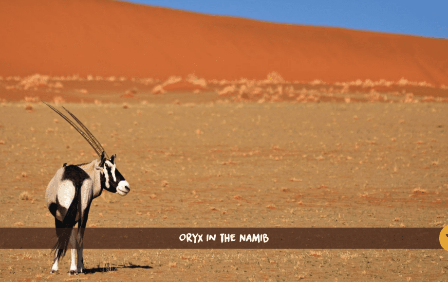 Gemsbock oryx in de Namibwoestijn