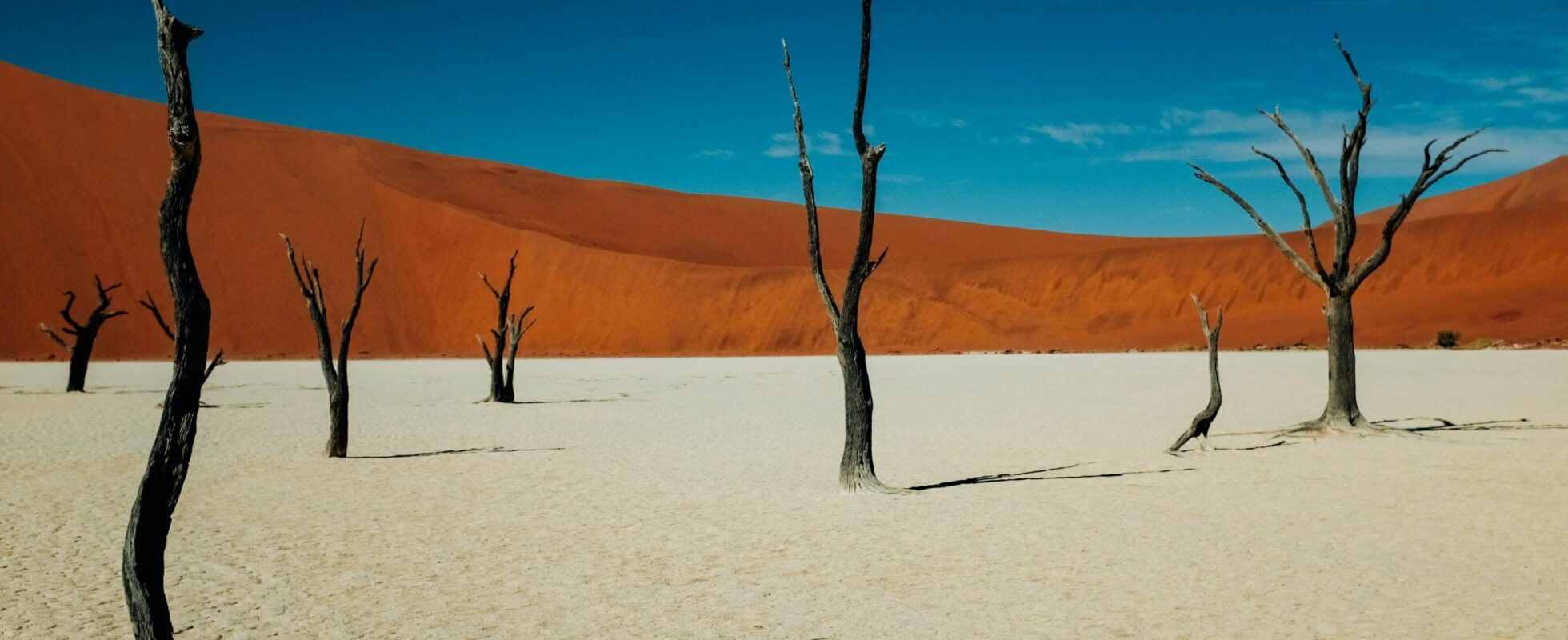 Versteende bomen van Deadvlei in het Sossusvlei nationaal park in Namibië