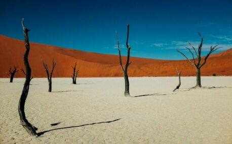 Versteende bomen van Deadvlei in het Sossusvlei nationaal park in Namibië