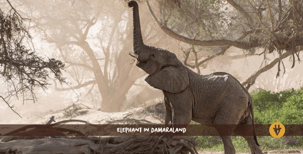 Desert elephant standing on a fallen tree reaching up to a tree with its trunk in Kunene Damaraland