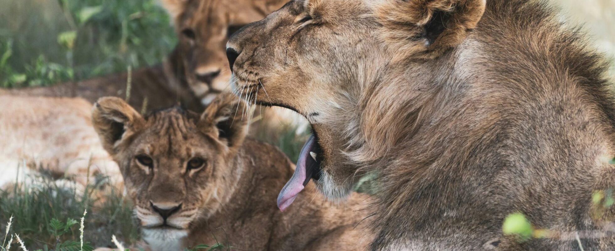 Een groep leeuwen rust in de schaduw in Etosha National Park in Namibië, terwijl een van de leeuwen gaapt