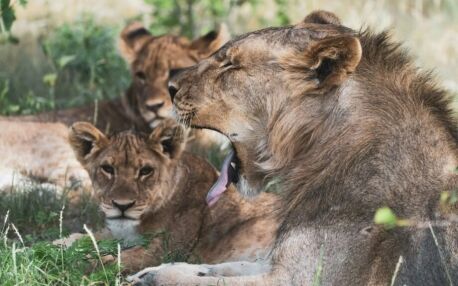 Een groep leeuwen rust in de schaduw in Etosha National Park in Namibië, terwijl een van de leeuwen gaapt