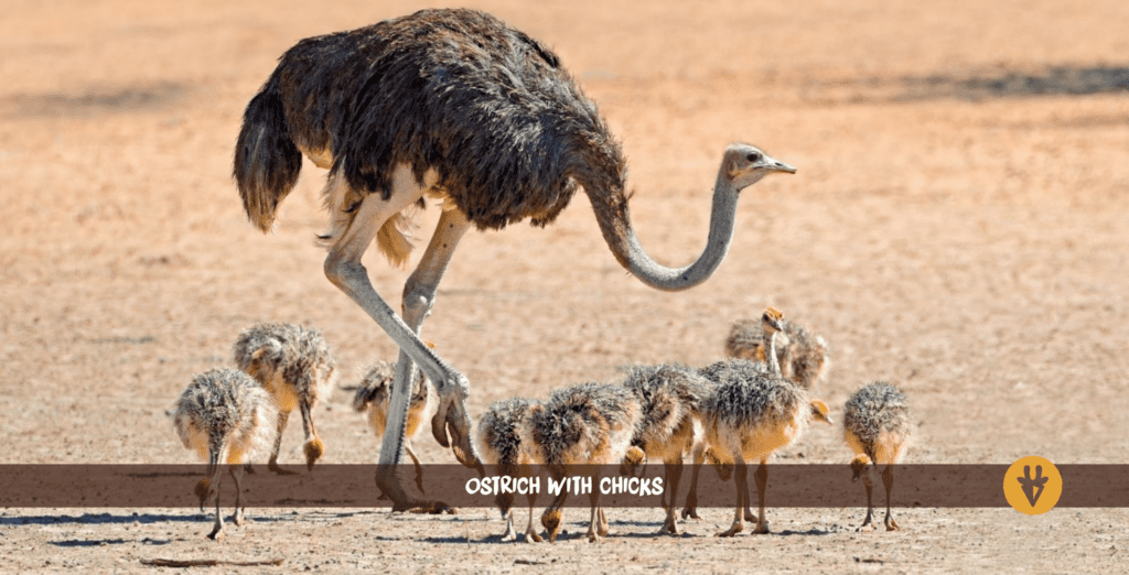 ostrich with chicks