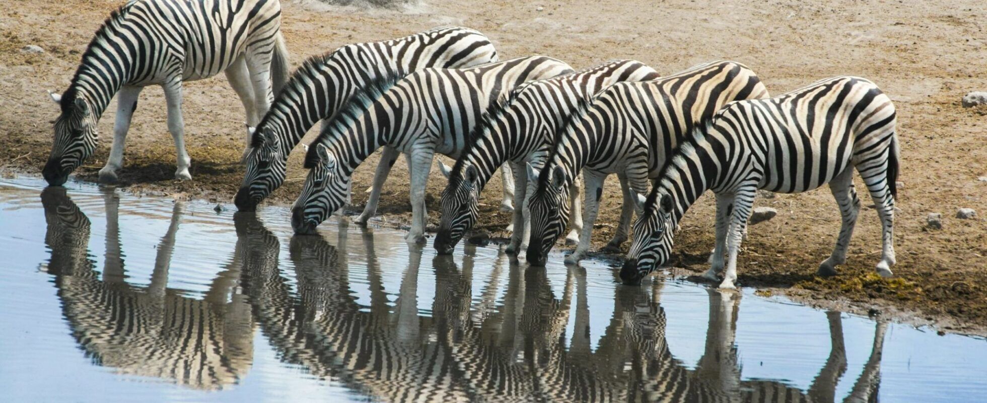 Zebra's drinken bij een waterplaats in Etosha National Park in Namibië en worden weerspiegeld in het water