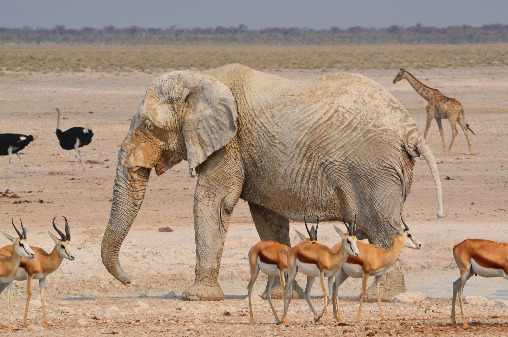 Olifant omringd door springbokken, struisvogels en een giraffe in Etosha National Park in Namibië